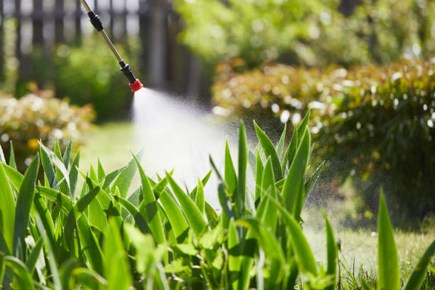 24/7 Emergency Termite Control experts in Donna, TX